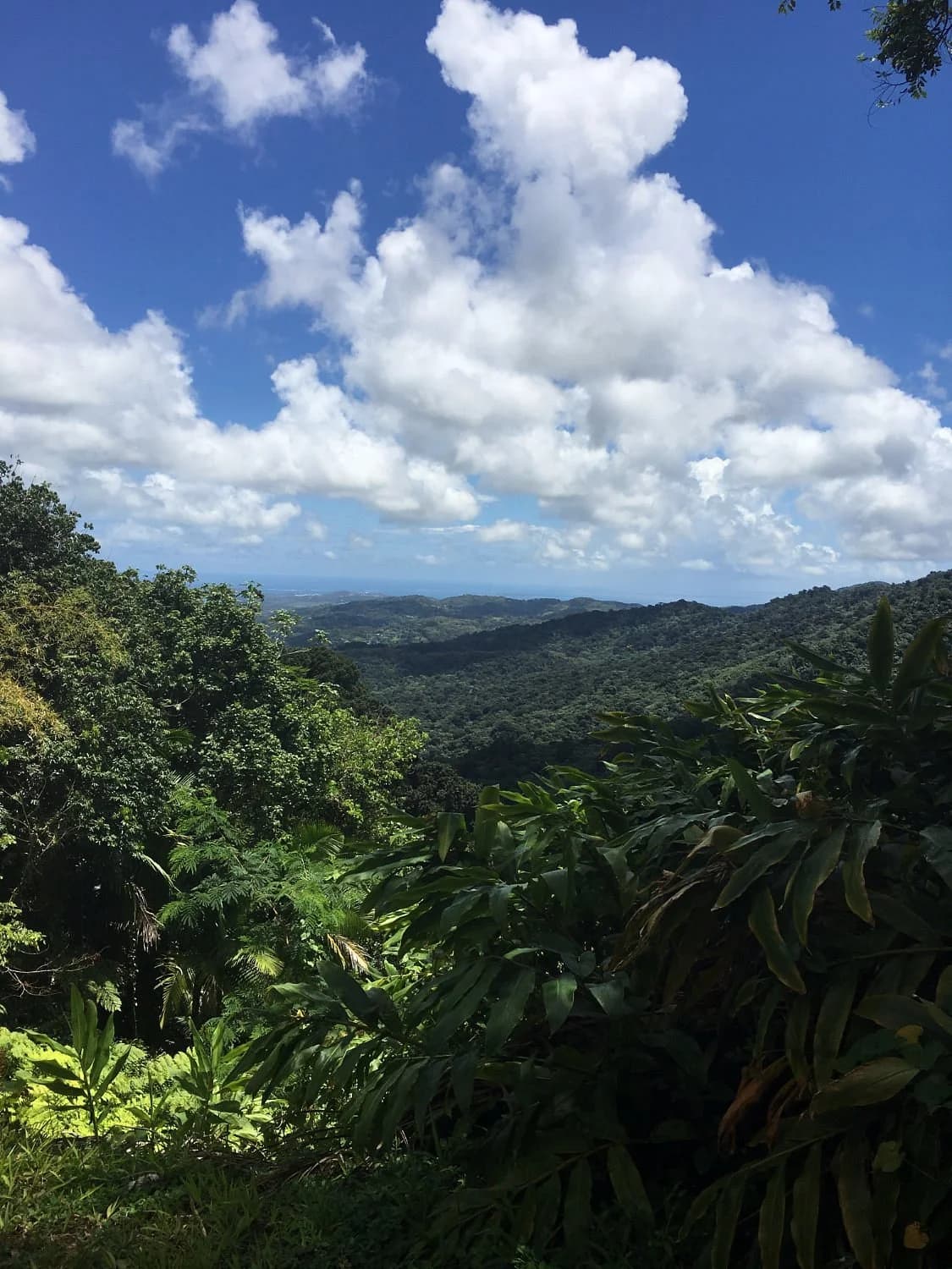 El Yunque National Forest
